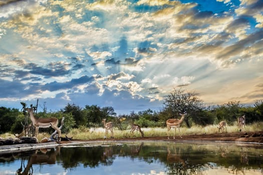 Common Impala group in waterhole scenery with cloudy sky in Kruger National park, South Africa ; Specie Aepyceros melampus family of Bovidae