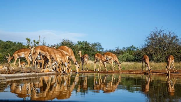 Common Impala group drinking front view in waterhole in Kruger National park, South Africa ; Specie Aepyceros melampus family of Bovidae