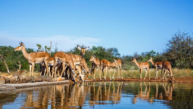 Common Impala group drinking front view in waterhole in Kruger National park, South Africa ; Specie Aepyceros melampus family of Bovidae