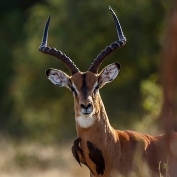 Common Impala male portrait with oxpecker in Kruger National park, South Africa ; Specie Aepyceros melampus family of Bovidae