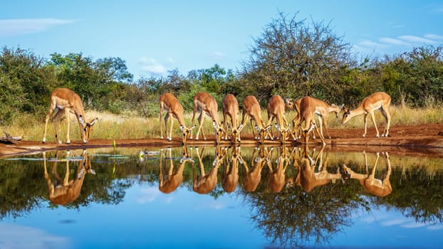 Common Impala group drinking in waterhole front view with reflection in Kruger National park, South Africa ; Specie Aepyceros melampus family of Bovidae