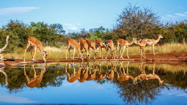 Common Impala group drinking in waterhole front view with reflection in Kruger National park, South Africa ; Specie Aepyceros melampus family of Bovidae