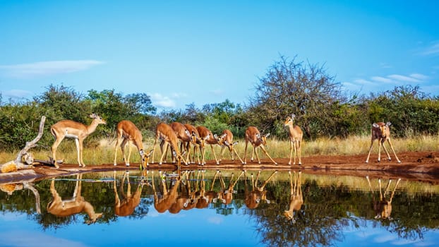 Common Impala group drinking in waterhole front view with reflection in Kruger National park, South Africa ; Specie Aepyceros melampus family of Bovidae