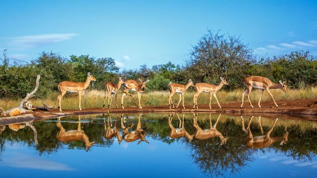 Common Impala walking along waterhole with reflection in Kruger National park, South Africa ; Specie Aepyceros melampus family of Bovidae
