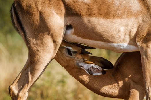 Young Common Impala suckling mother in Kruger National park, South Africa ; Specie Aepyceros melampus family of Bovidae