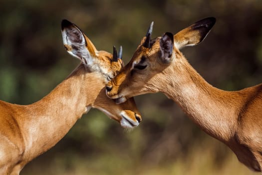 Two young Common Impala portrait bonding in Kruger National park, South Africa ; Specie Aepyceros melampus family of Bovidae