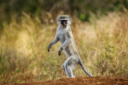 Vervet monkey standing up in alert in Kruger National park, South Africa ; Specie Chlorocebus pygerythrus family of Cercopithecidae
