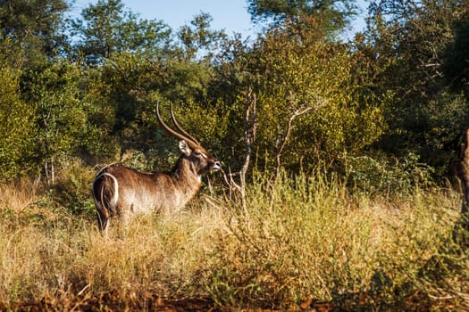 Common Waterbuck horned male in the bush in Kruger National park, South Africa ; Specie Kobus ellipsiprymnus family of Bovidae