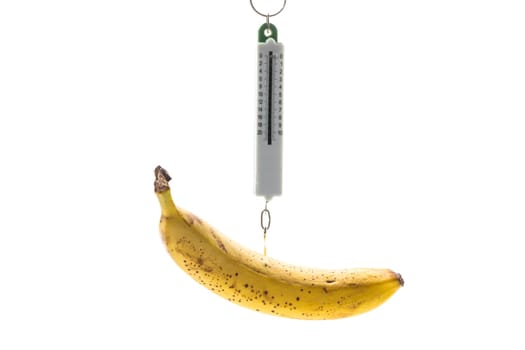 ripe yellow banana hanging on old style scales, isolated on white background