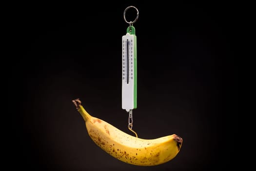 ripe yellow banana hanging on old style scales, isolated on black background