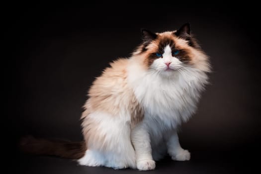 Beautiful young healthy Ragdoll cat isolated on a black background. High quality photo