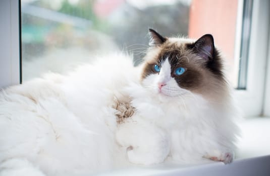 Beautiful young white purebred Ragdoll cat with blue eyes, at home.