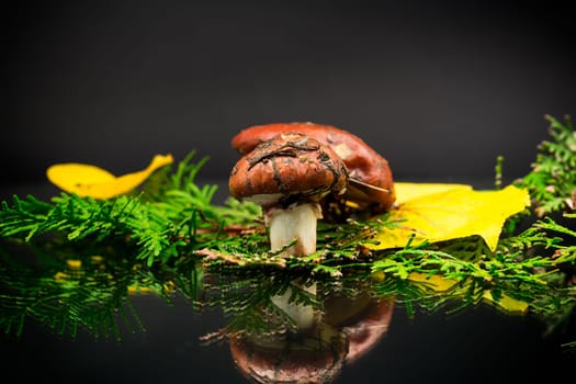forest mushrooms with leaves, branches and fir trees isolated on black background