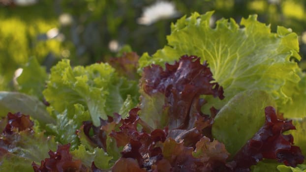 Close up green and red fresh lettuce on the table outdoors. Macro shooting food in a country farm. Healthy fresh food concept
