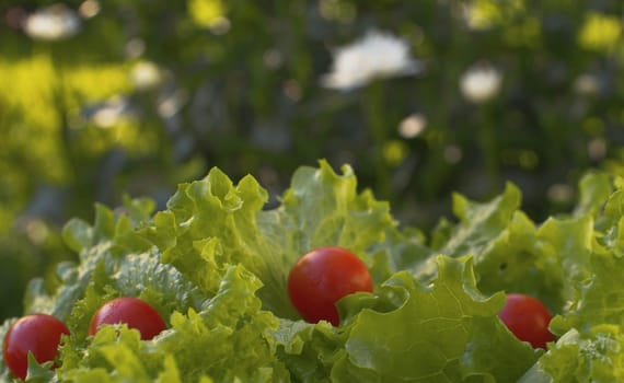 Close up green fresh lettuce and tomatoes on the plate in the garden on natural background. Healthy fresh food concept