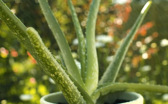 Close up aloe vera plant in a pot slowly rotating in water spray. Houseplant in the garden on a summer day on blurry natural background