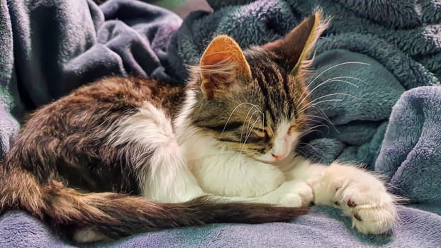 Gray fluffy domestic kitten with yellow-green eyes. Pets. Copy space