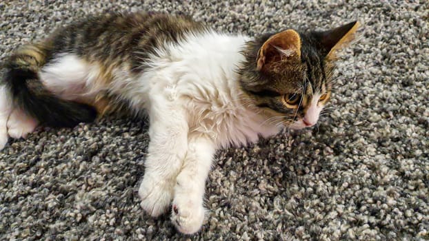 Gray fluffy domestic kitten with yellow-green eyes. Pets. Copy space