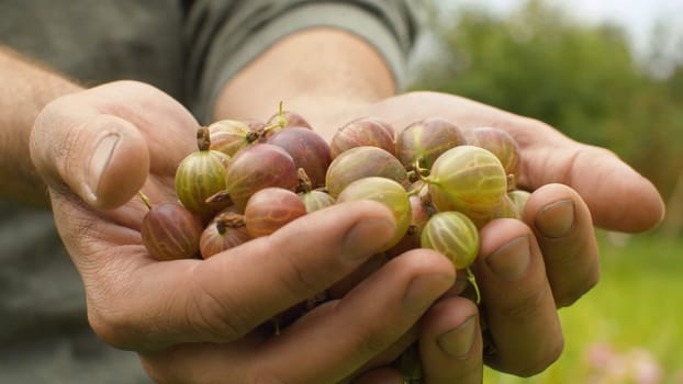 Close up ripe gooseberries in male hands. Agriculture, gardening or ecology. Healthy fresh food concept