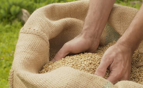 Male hands pouring rye grains. Burlap sack of grain outdoors on a farm. Harvesting, farming.