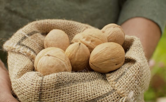 Close up male hands holding a jute burlap sack with walnuts. Product rich in minerals and vitamins.