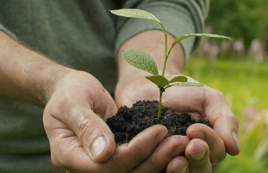 Close up male hands holding a seedling of lemon tree. Agriculture, gardening or ecology concept.
