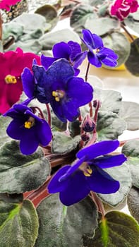 Violets on a white table with flowers. House plants. Interior decoration. Copy space