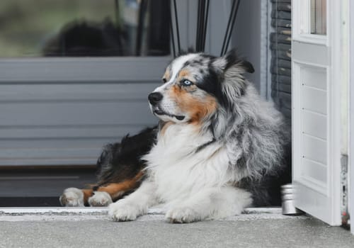 Australian shepherd dog rests near a house