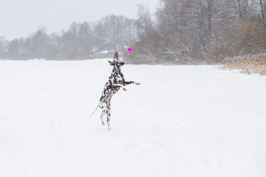 happy dog jumping outdoors in winter.Active games outside.