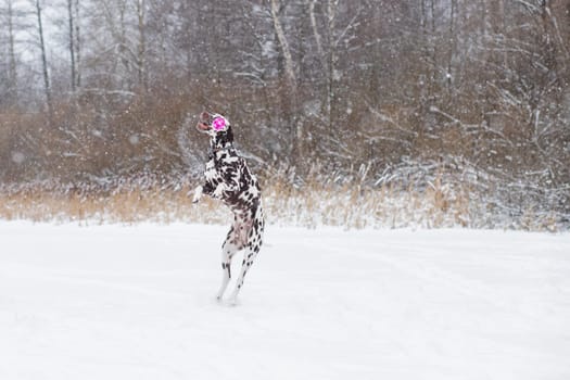 happy dog jumping outdoors in winter.Active games outside.
