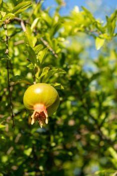 Pomegranate tree in a garden in Turkey. Small green pomegranate on a tree. Unripe pomegranate in the garden. Pomegranate on a branch with green leaves. Useful fruits. fruit harvest.orchard background