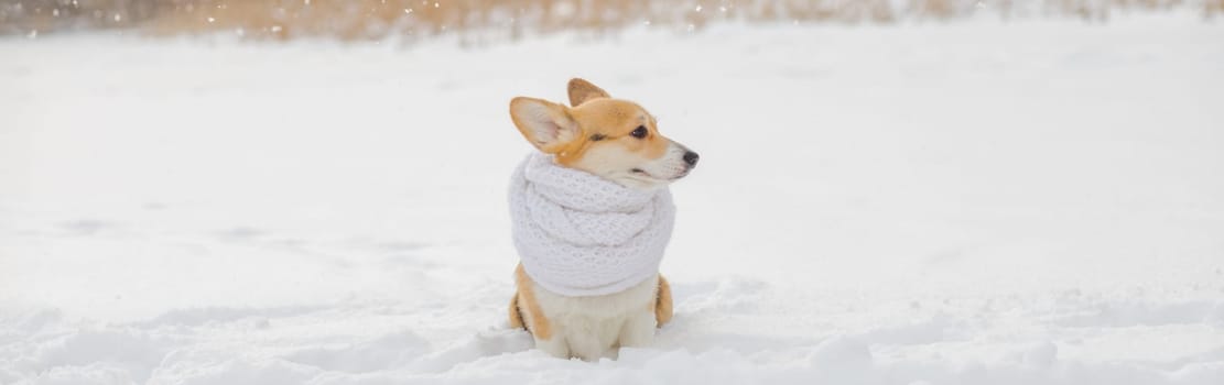 beautiful portrait funny a Corgi dog puppy sits in a winter Park in a knitted warm red hat under the falling snow