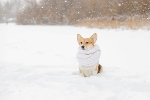 beautiful portrait funny a Corgi dog puppy sits in a winter Park in a knitted warm red hat under the falling snow