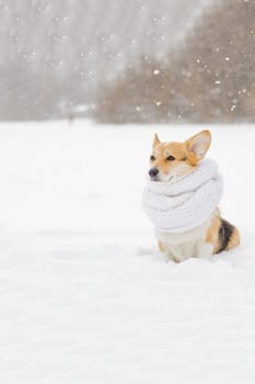 beautiful portrait funny a Corgi dog puppy sits in a winter Park in a knitted warm red hat under the falling snow