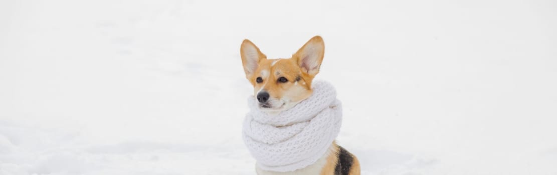 beautiful portrait funny a Corgi dog puppy sits in a winter Park in a knitted warm red hat under the falling snow