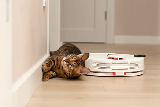 Pets concept. A beautiful, playful leopard cat, Bengal breed, lies funny and watches a white robot vacuum cleaner cleaning in a home interior. close-up, soft focus
