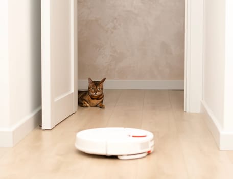 Pets concept. A beautiful, striped, playful, leopard cat, Bengal breed, lies funny, looks out from behind the door and watches a white robot vacuum cleaner cleaning in a home interior.