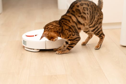 Pets concept. A beautiful, playful leopard cat of the Bengal breed jumps funny on a white robot vacuum cleaner that removes garbage and dust in the home interior. Close-up, soft focus.