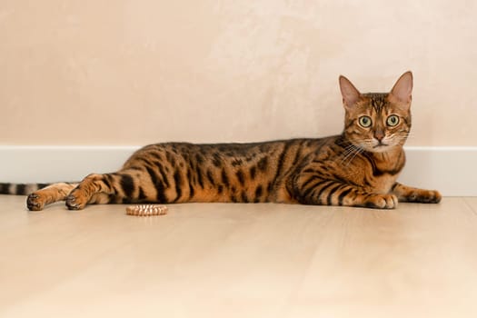 Pets concept. A beautiful, well-groomed, leopard-print, tabby, red Bengal cat lies imposingly on the floor in a home interior and looks at the camera. Close-up.