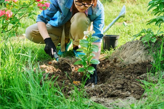 Close-up of woman's hands transplanting hydrangea from pot in soil, using garden shovel. Nature, gardening, landscape design, spring summer work in garden