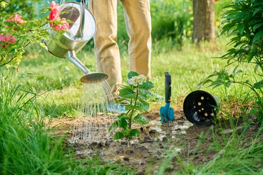 Close-up of woman with watering can watering young hydrangea plant planted in ground in spring garden. Nature, gardening, landscape design, spring summer work in garden