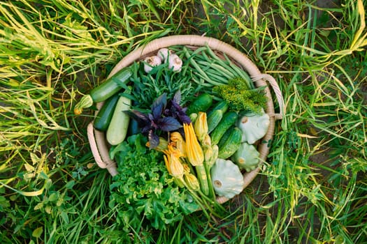 Top view vegetable green basket, summer harvest June July, background nature grass in sunlight. Ingredients zucchini cucumbers asparagus beans lettuce leaves garlic squash arugula basil