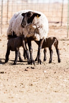 Suffolk sheep with lamb on a local farm in Spring.