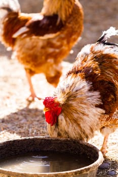 Free rrange chickens on organic farm.