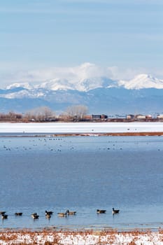 Canada geese migration at Barr Lake State Park, Colorado.