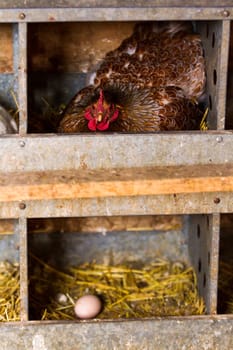 Free rrange chickens on organic farm.