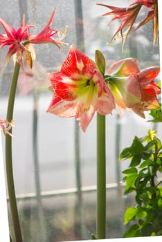 Amryllis blooms. Bright flowers of a red bulbous houseplant on the windowsill among other ornamental plants