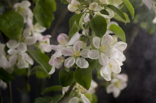blooming Apple flowers on black background. Spring timelapse of opening beautiful flowers on branches Apple tree.