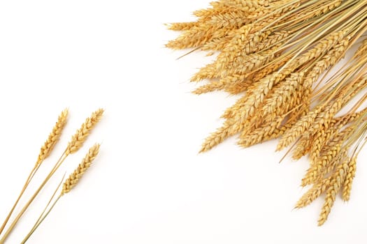 Top view of a bunch of ripe ears of rye and wheat on a white background.