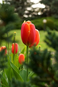 tulips in the garden. Field of colorful bright blooming tulips, large group of multi colored flowers nature still vivid background, moving in the wind. Natural floral pattern